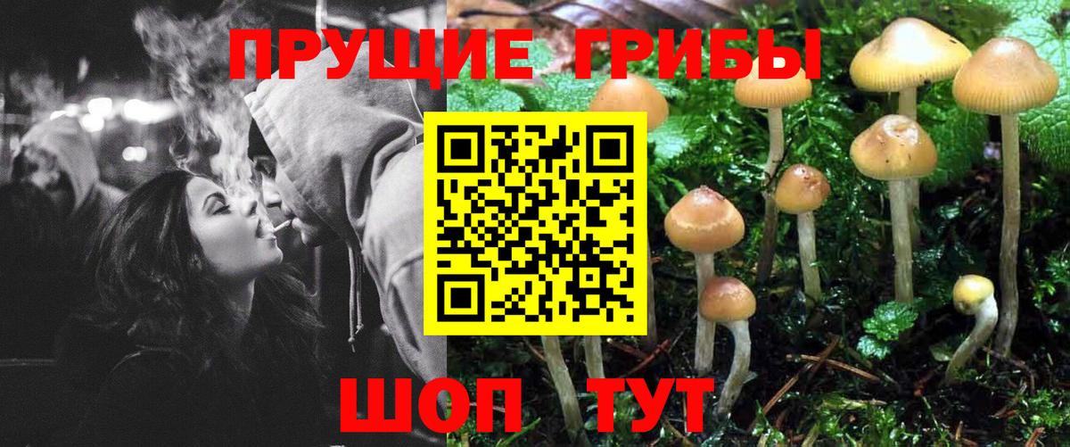 Ессентуки  Галлюциногенные грибы Psilocybe  Вход с VPN 